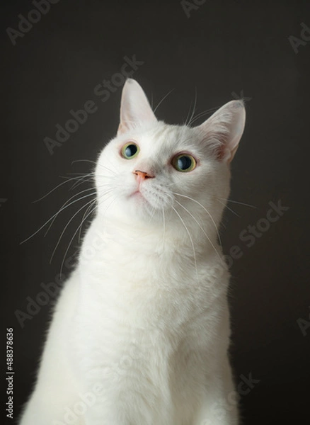 Obraz かわいい白猫　グレー背景