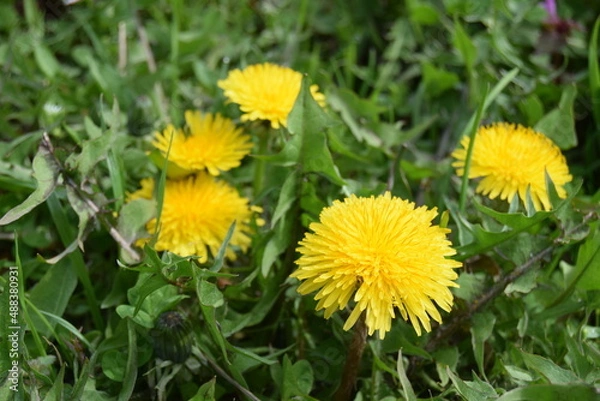 Fototapeta Yellow dandelion, taraxacum officinale, on green background, perfect for background, texture, macro photopraphy. Spring time concept