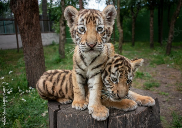 Obraz Young Tiger Cubs together