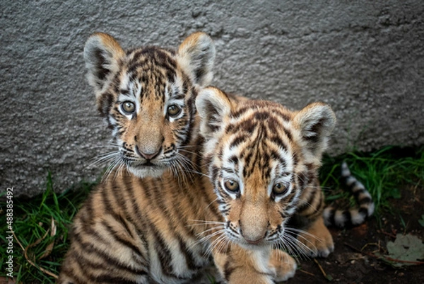 Obraz Young Tiger Cubs together