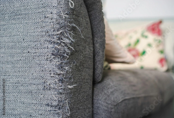 Fototapeta A ragged corner of the sofa that had been ruined by cat claws.