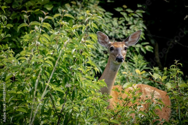 Obraz Deer by the water