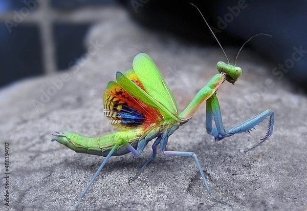 Obraz praying mantis on the ground