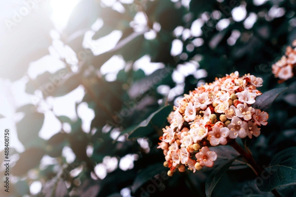 Obraz flowers, Spring blossom close-up, macro