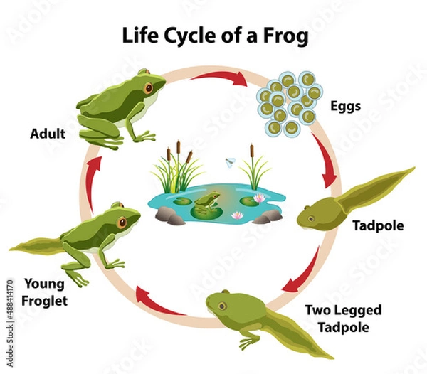 Obraz Frog Life Cycle with adult frog, eggs, tadpoles, and young froglet. Frog pond with waterlilies, cattails, and rocks.