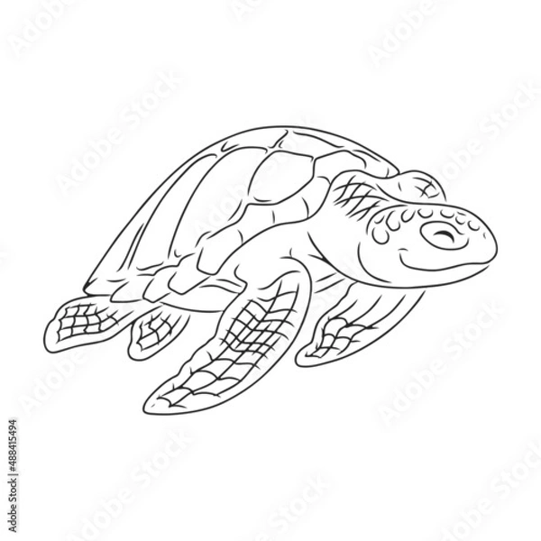 Fototapeta Turtle vector icon.Outline vector icon isolated on white background turtle.