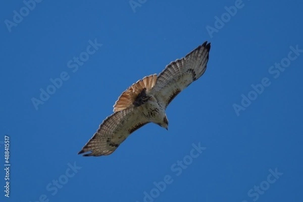 Fototapeta kite in flight