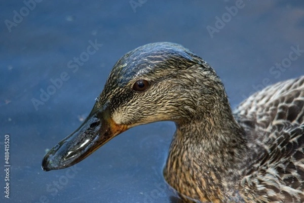 Fototapeta duck