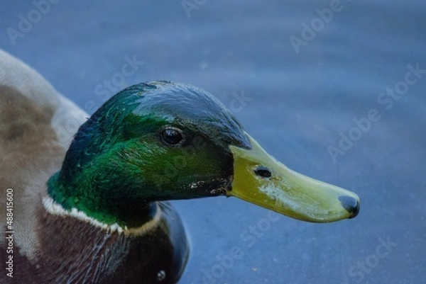 Fototapeta duck