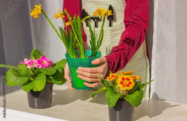 Fototapeta a human with a miniature gardening tool holds a pot of daffodils over a windowsill with primroses