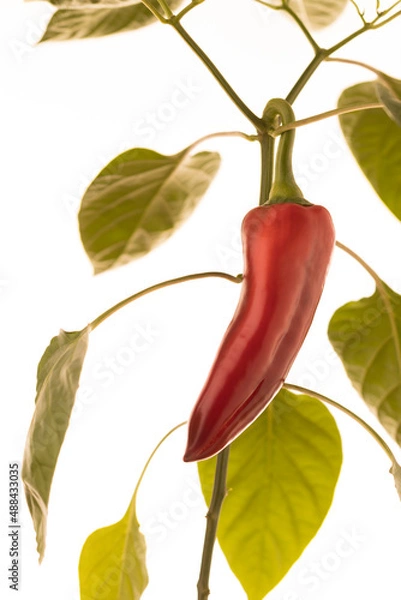 Fototapeta Kapiya pepper grown at home.