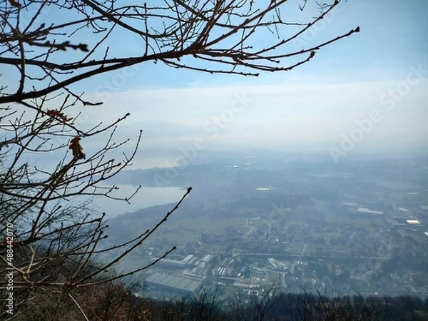 Fototapeta tree in winter