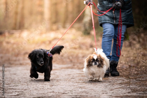 Obraz Dwa psy na spaverze