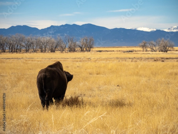 Obraz A bison grazing in a prairie during winter, in the Rocky Mountain Arsenal wildlife refuge in Colorado.