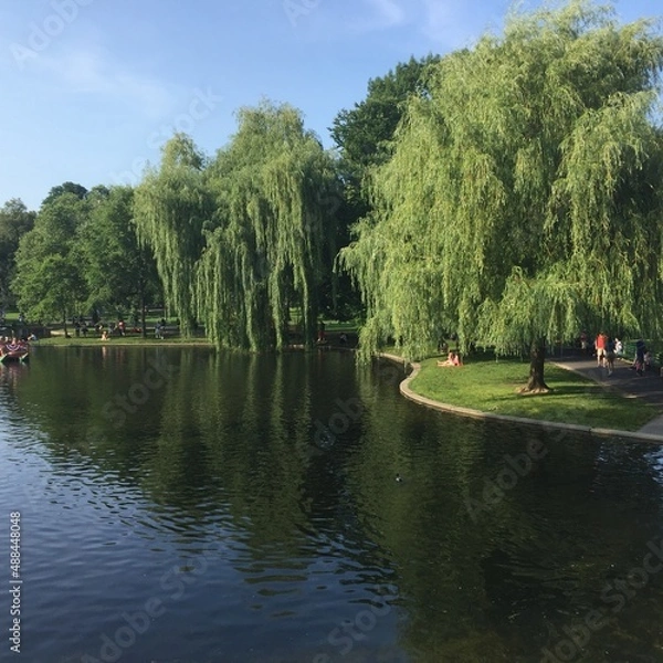 Obraz lake in the park