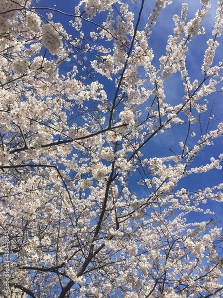 Obraz cherry blossom in winter