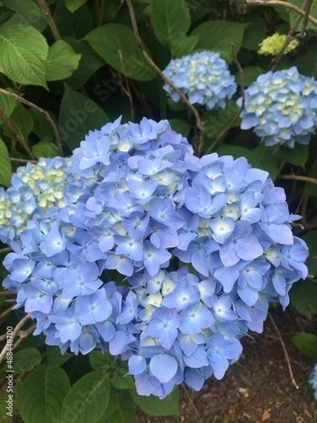 Obraz blue hydrangea flowers
