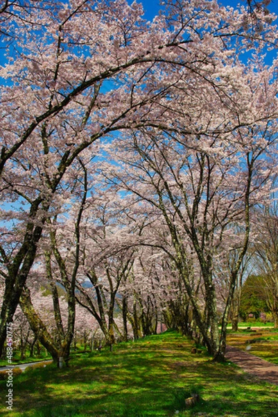 Fototapeta 満開の桜