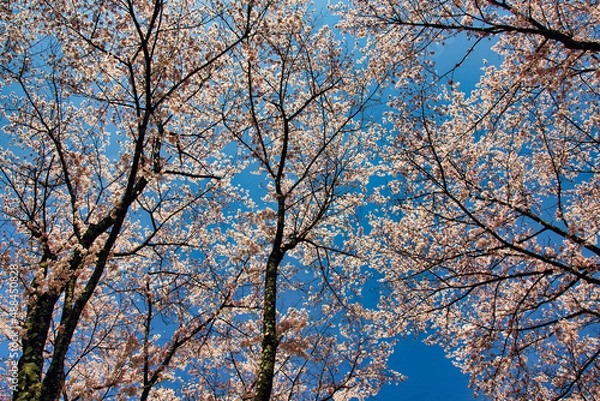 Obraz 満開の桜