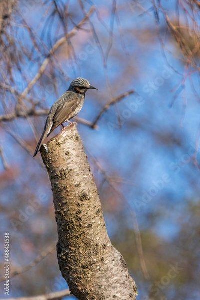 Obraz Vertical image of Brown-eared Bulbul perching on the tree.