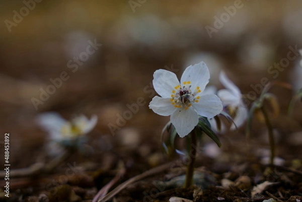 Fototapeta 早春の木陰でセツブンソウの小さくて可憐な花が咲く
