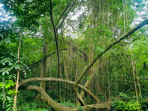 Fototapeta banyan tree in forest