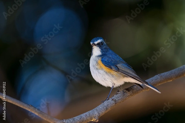 Obraz Red-franked bluetail perching on the tree branch.