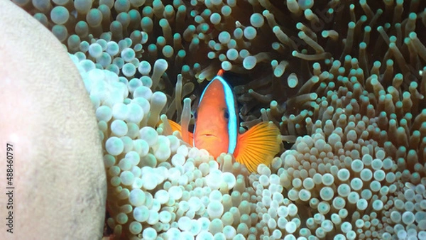 Obraz fish in aquarium