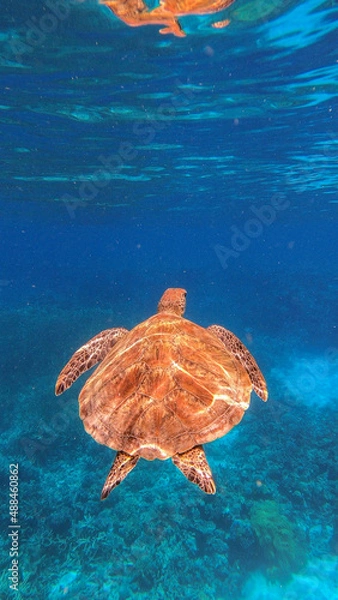 Obraz green sea turtle