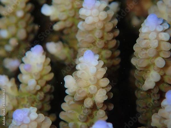 Obraz Coral Polyps up close