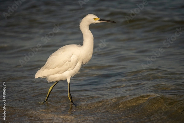 Obraz Snowy Egret