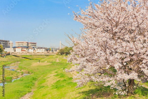 Fototapeta 晴天での川沿いの桜