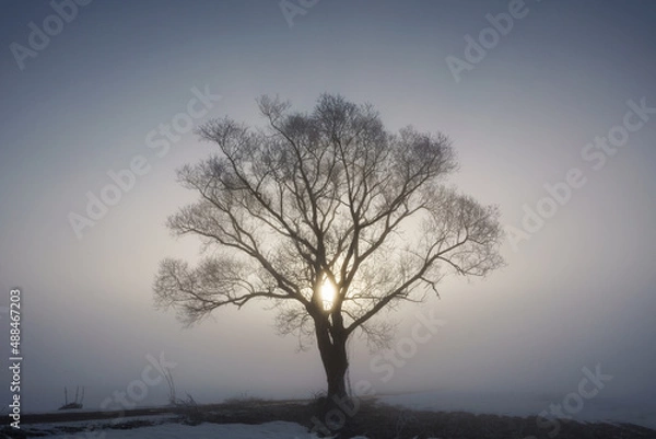 Fototapeta 朝モヤの大樹