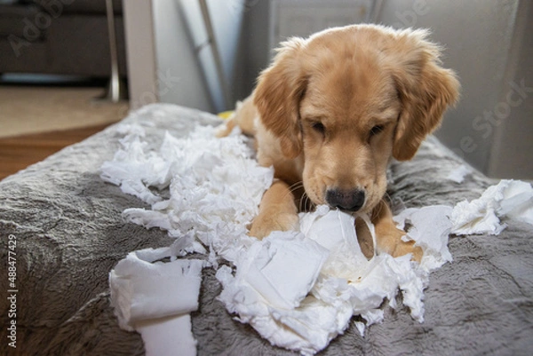 Obraz Golden retriever puppy chewing and tearing toilet paper making a mess