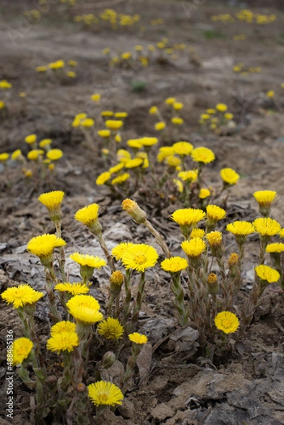 Fototapeta Yellow flowers of mother-and-stepmother close-up on a gray background. Tussilago farfara. Primroses bloom against the background of withered last year's grass.