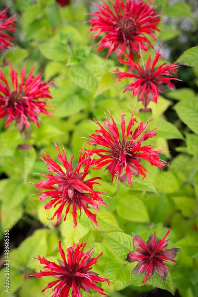 Fototapeta Red mint Monarda flowers on a green background. Fragrant plants for tea in the summer garden.