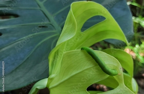 Fototapeta leaves in the garden