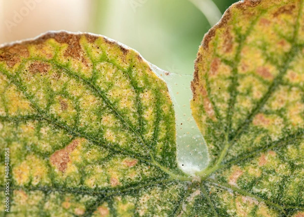 Fototapeta Visible cobweb, eggs, excrements and spider mites on yellow infected leaves of cucumber, selective photo.