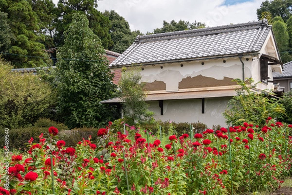 Fototapeta 土蔵とケイトウ