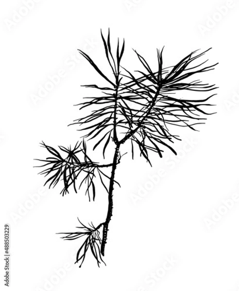 Fototapeta drawing, picture, small young pine tree with needles, sketch, hand drawn digital botanical vintage vector illustration