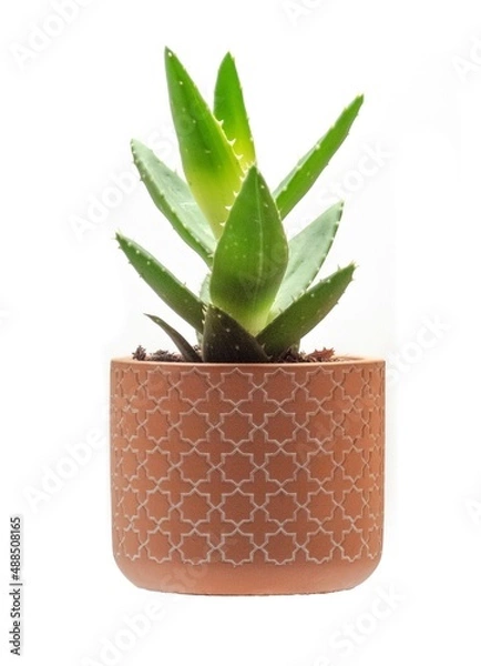 Obraz mini aloe vera plant