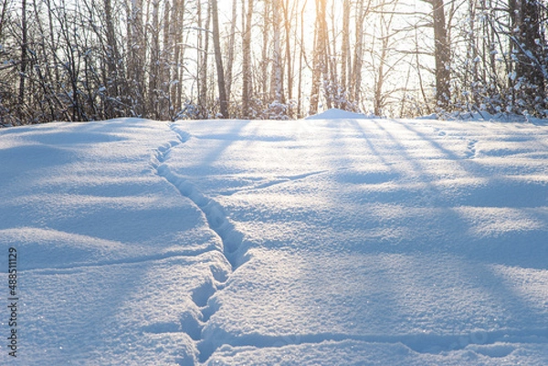 Fototapeta Morning in the winter forest. Traces of animals on loose snow. Sunlight through the trees.