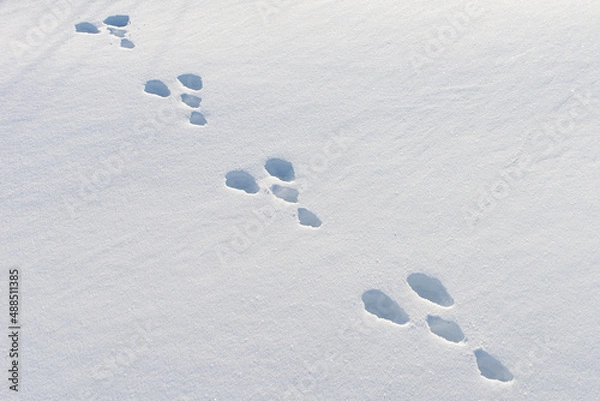 Fototapeta Hare footprints in the snow