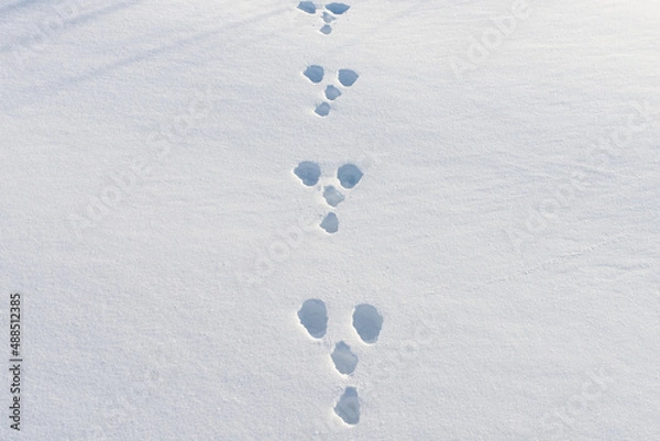Obraz Hare footprints in the snow