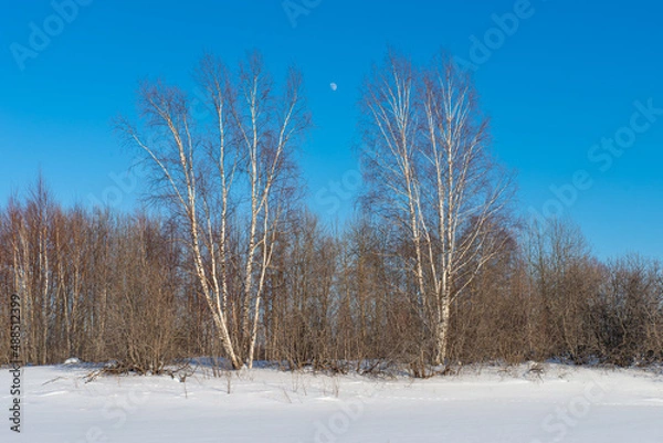 Fototapeta Two birches in the foreground. Winter landscape