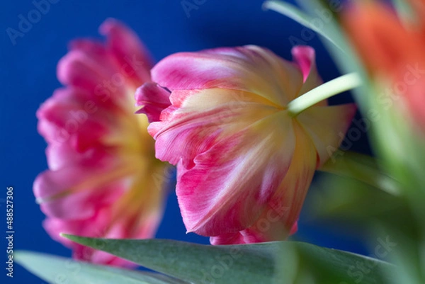 Obraz Tulip with blue background macro