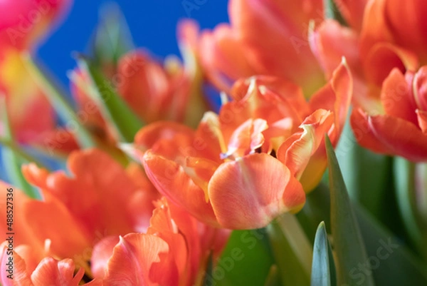 Obraz Tulip with blue background macro