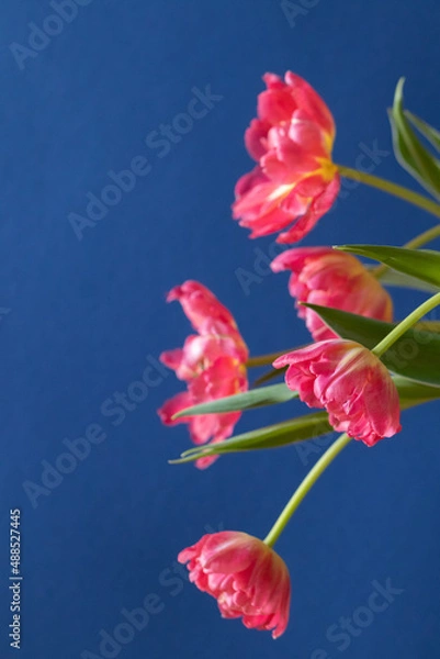 Obraz Tulip with blue background macro