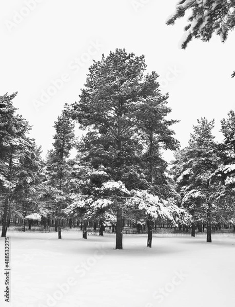 Obraz Trees covered in snow