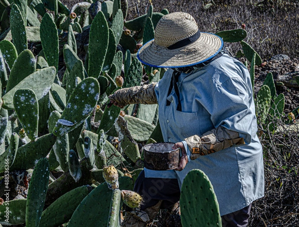 Obraz Recolectando cochinilla